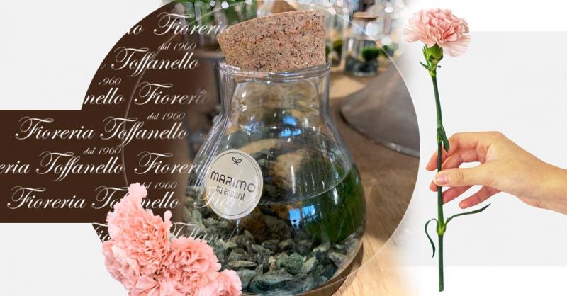 Offerta shop online Marimo alga Giapponese portafortuna Vicenza