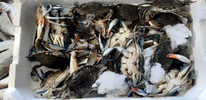 PIERLUIGI Orbetello foto 1